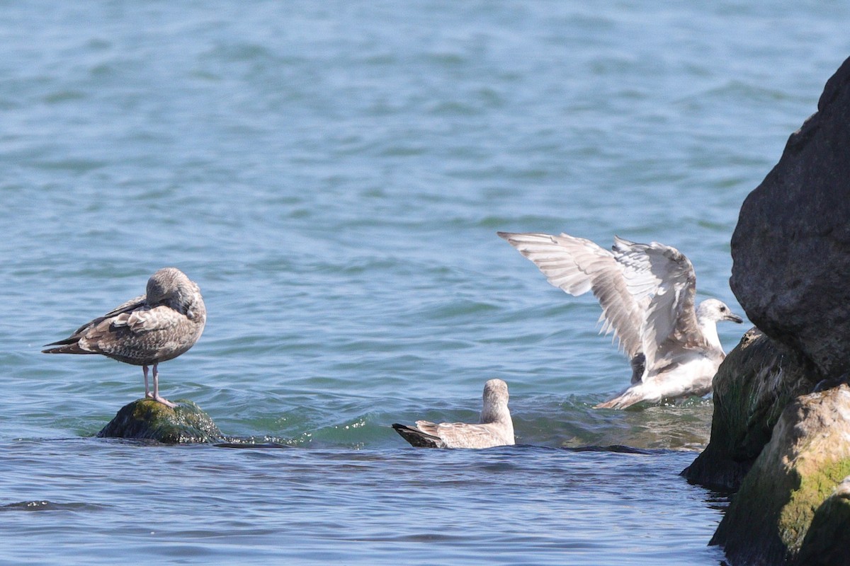Iceland Gull (Thayer's) - ML642189964