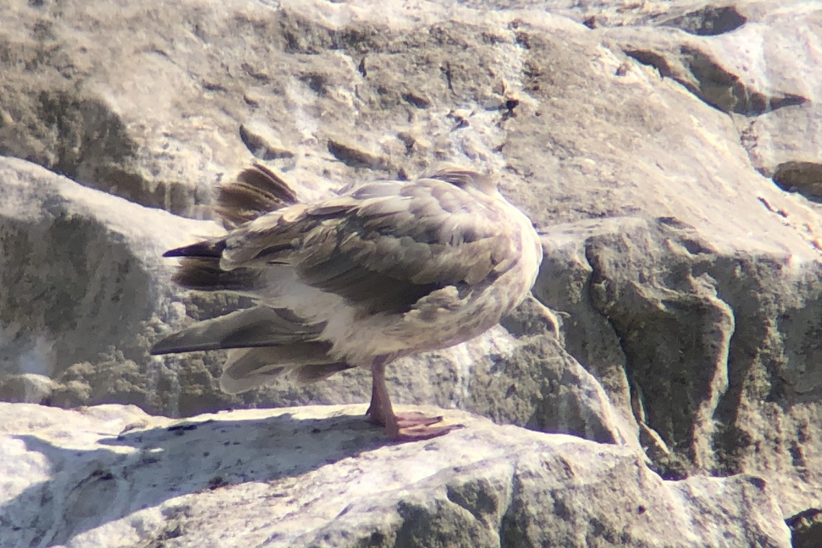 Iceland Gull (Thayer's) - ML642189967