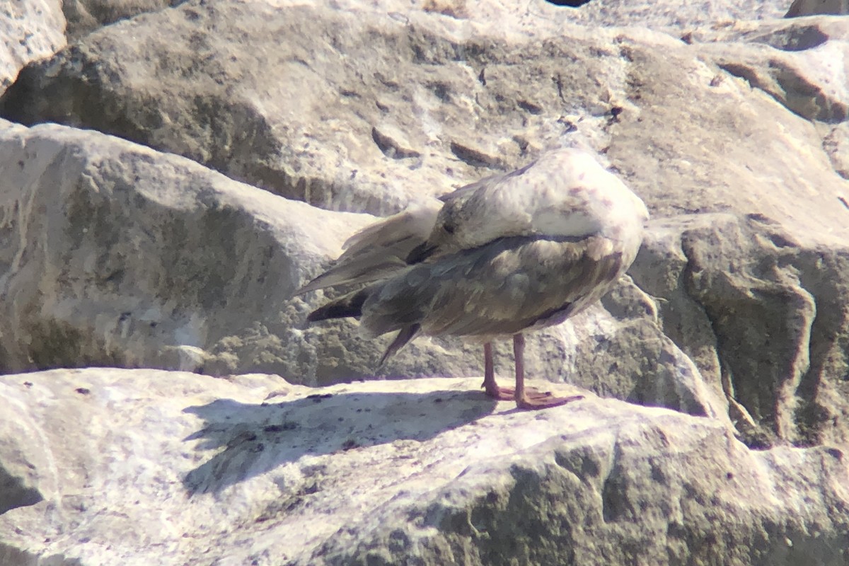 Iceland Gull (Thayer's) - ML642189969