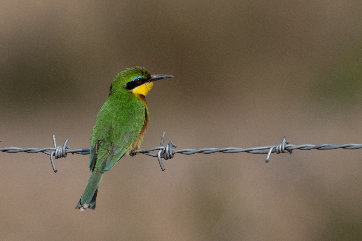 Little Bee-eater - ML642189970