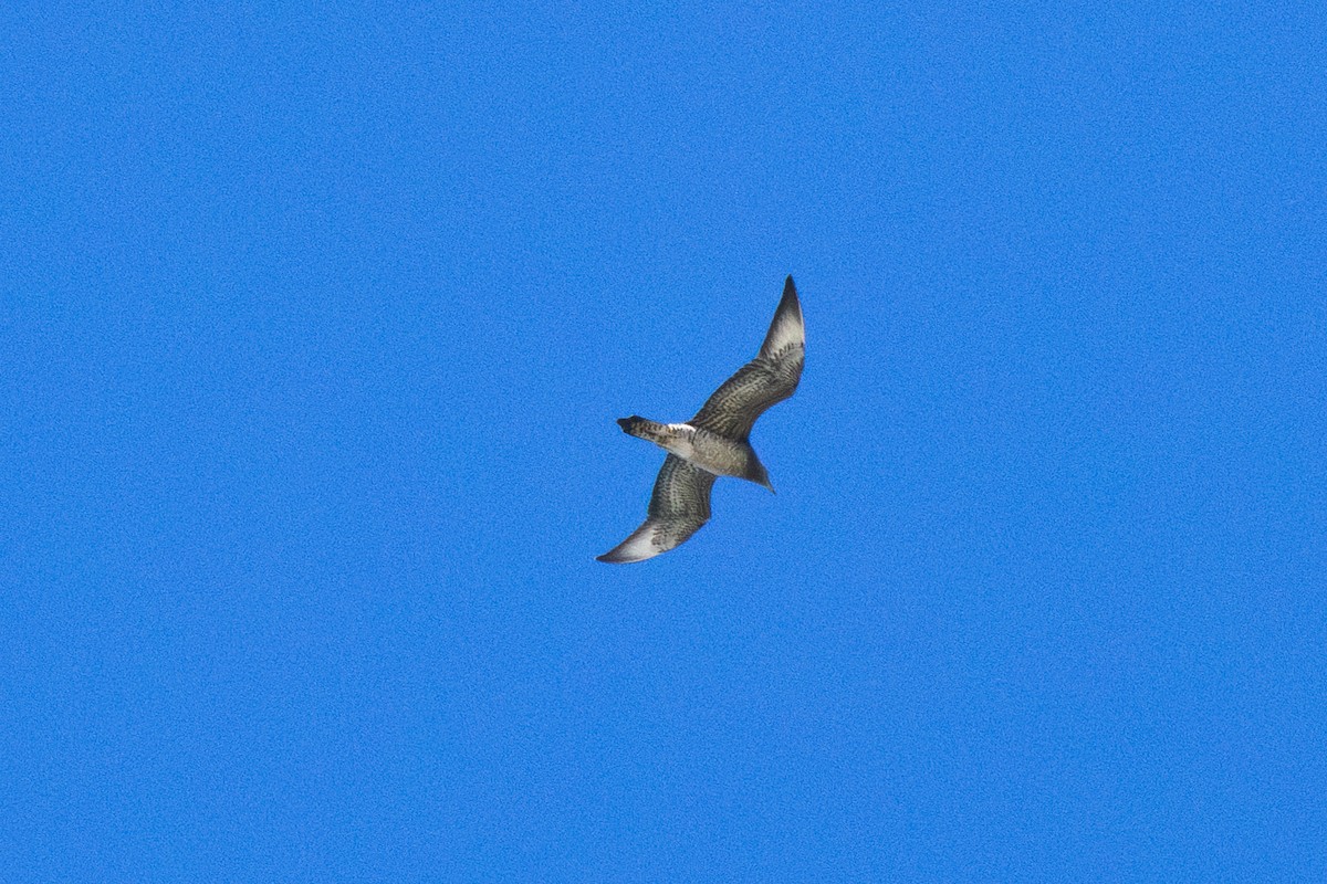Korsanmartı - ML642190002