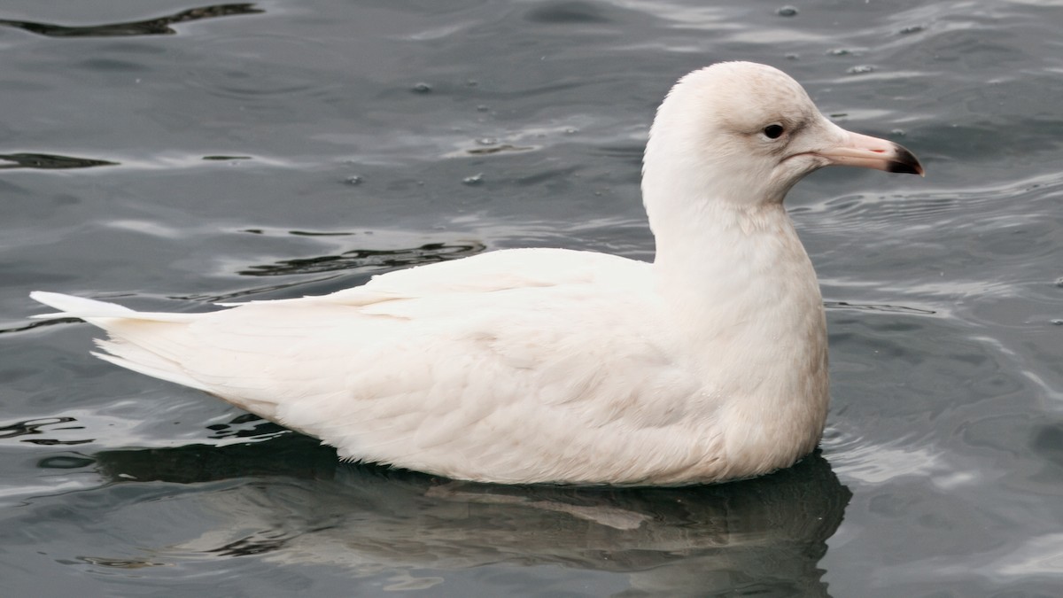 Glaucous Gull - ML642190029