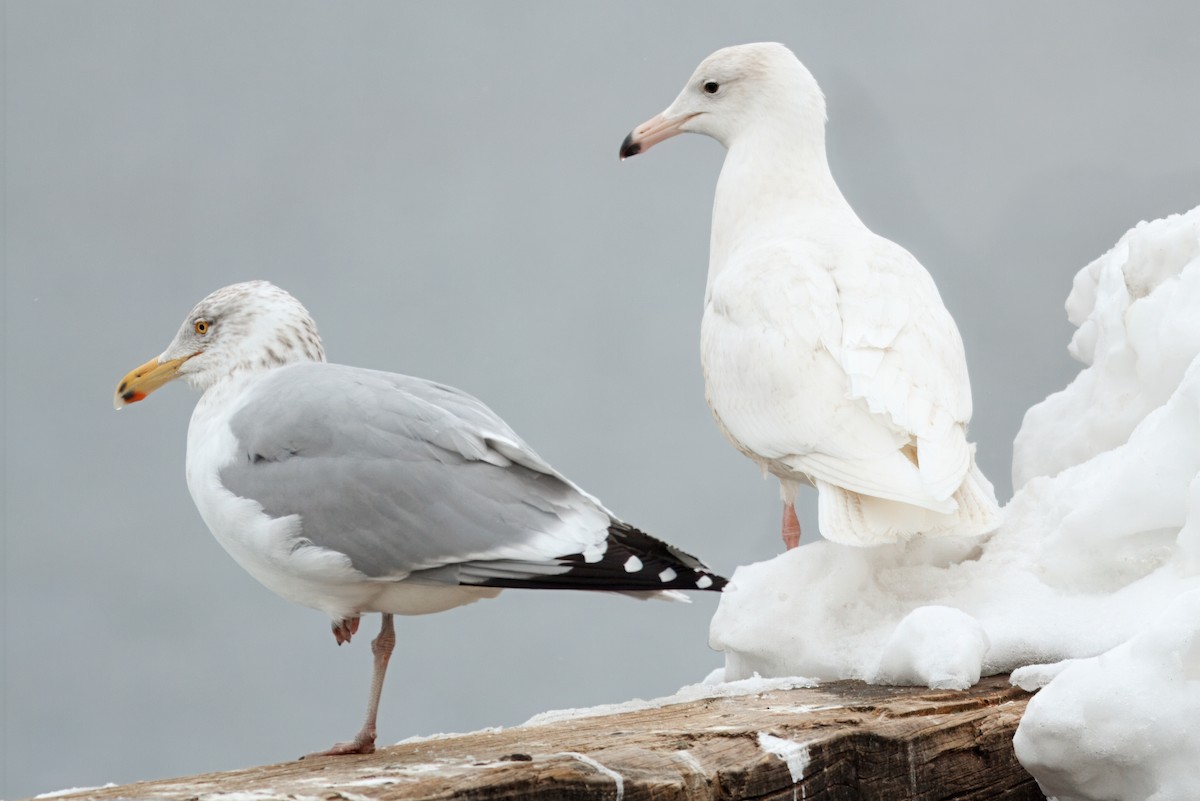 Glaucous Gull - ML642190030