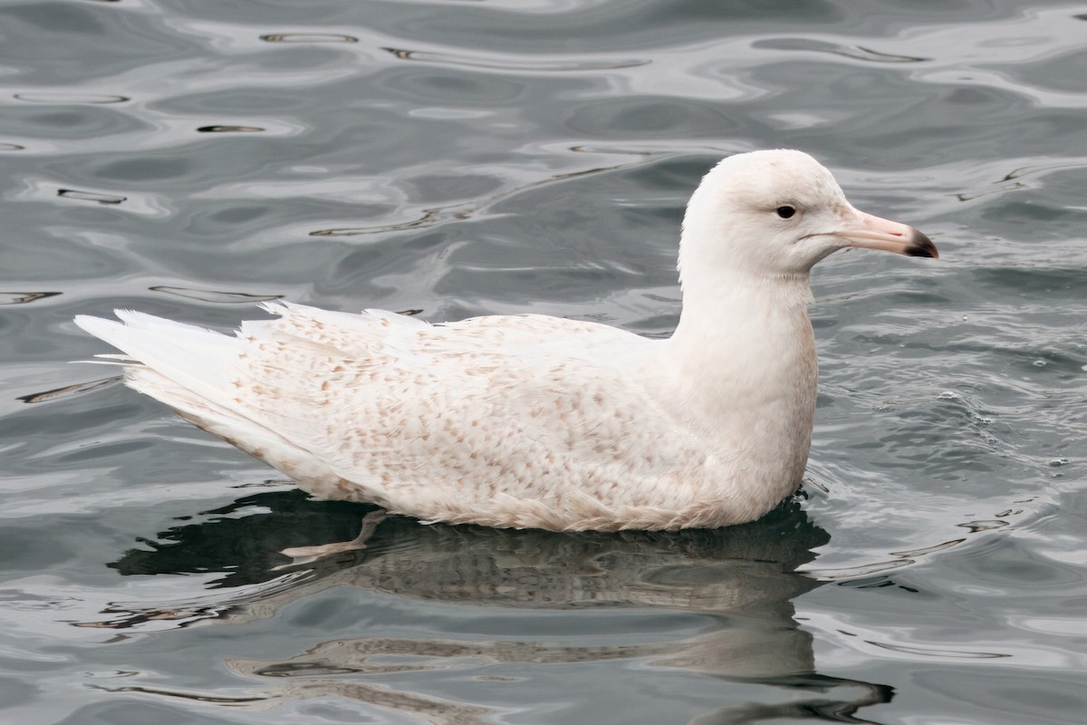 Glaucous Gull - ML642190031