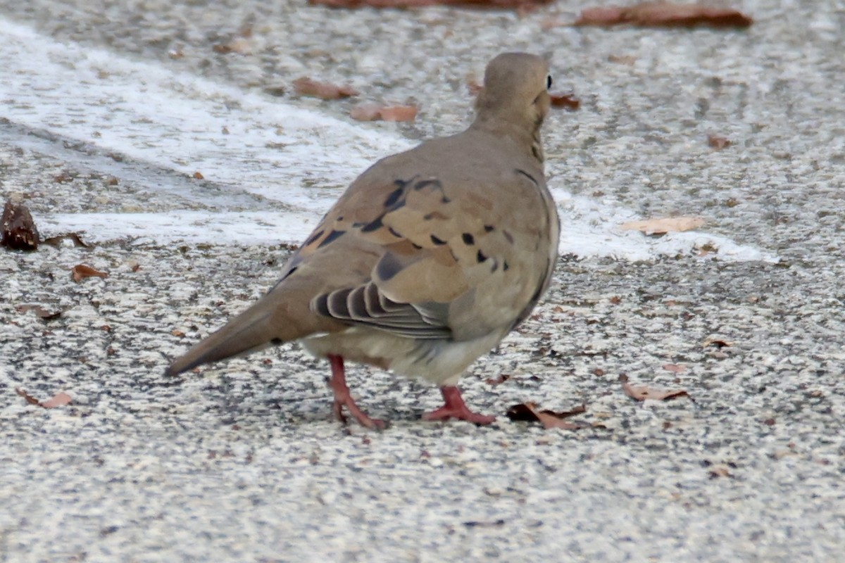 Mourning Dove - ML642190035