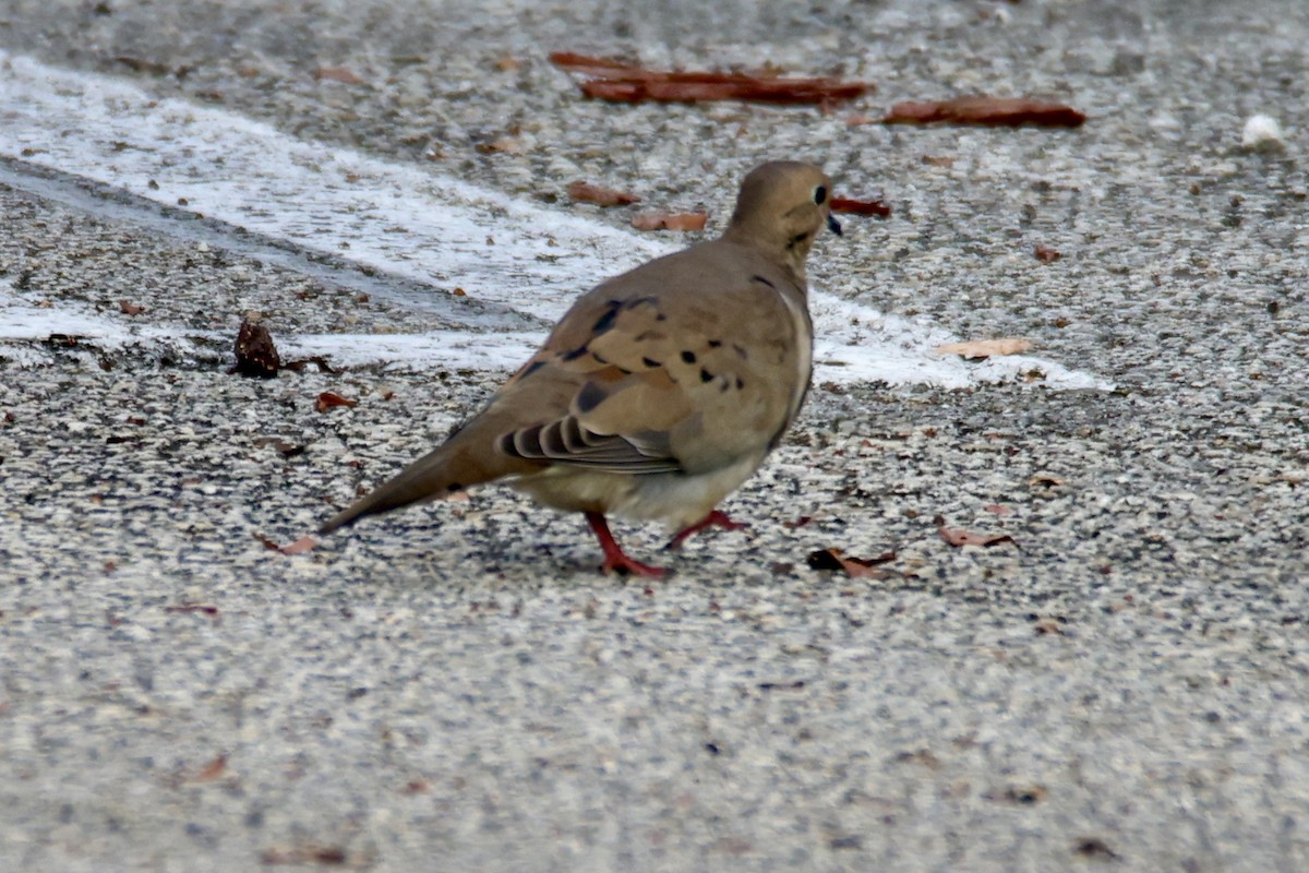 Mourning Dove - ML642190036