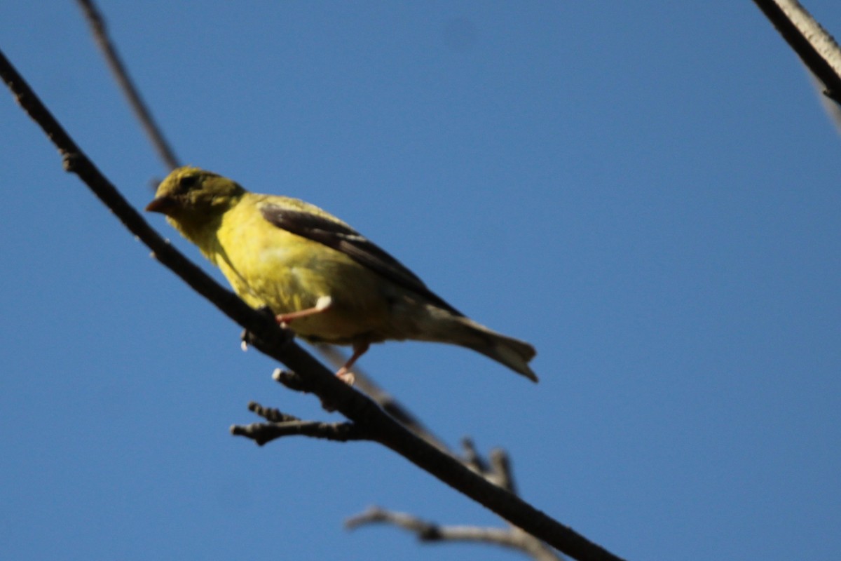 Chardonneret jaune - ML642190046