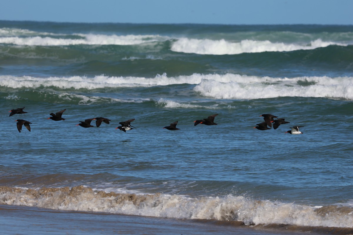 Sooty Oystercatcher - ML642190052