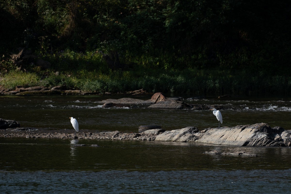 Great Egret - ML642190066