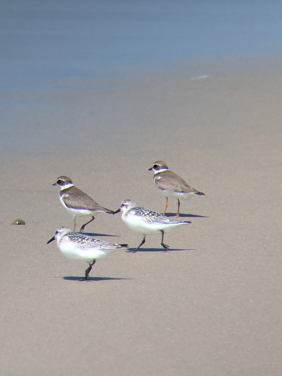 Sanderling - ML642190068