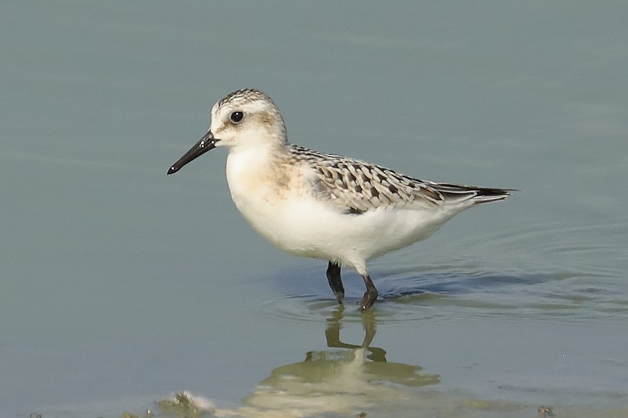 Sanderling - ML642190071