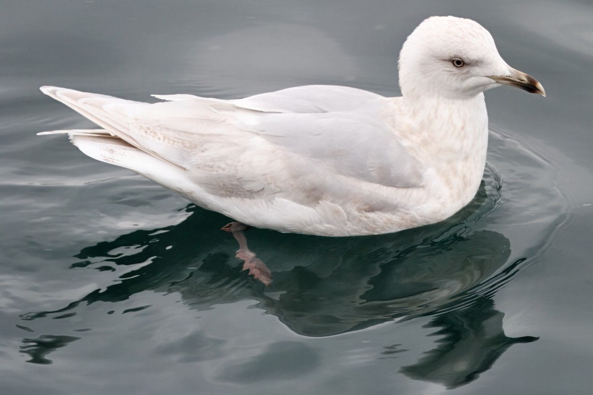 Iceland Gull (kumlieni) - ML642190080