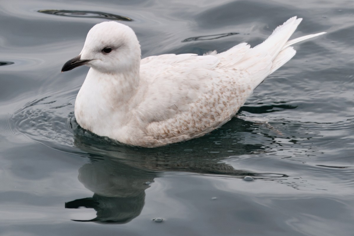Iceland Gull (kumlieni) - ML642190081