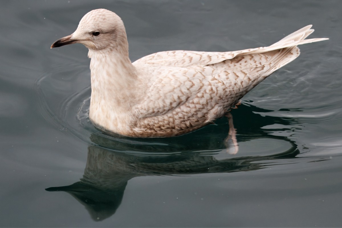 Iceland Gull (kumlieni) - ML642190082