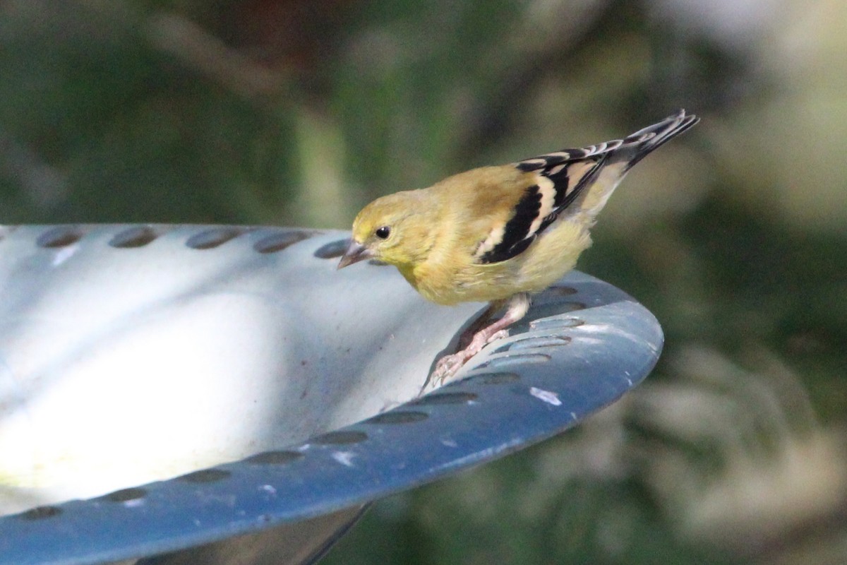 Chardonneret jaune - ML642190093