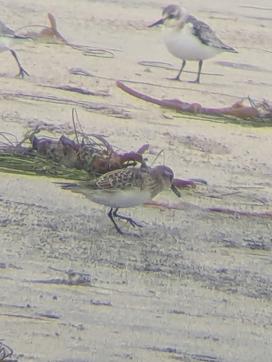 Baird's Sandpiper - ML642190095