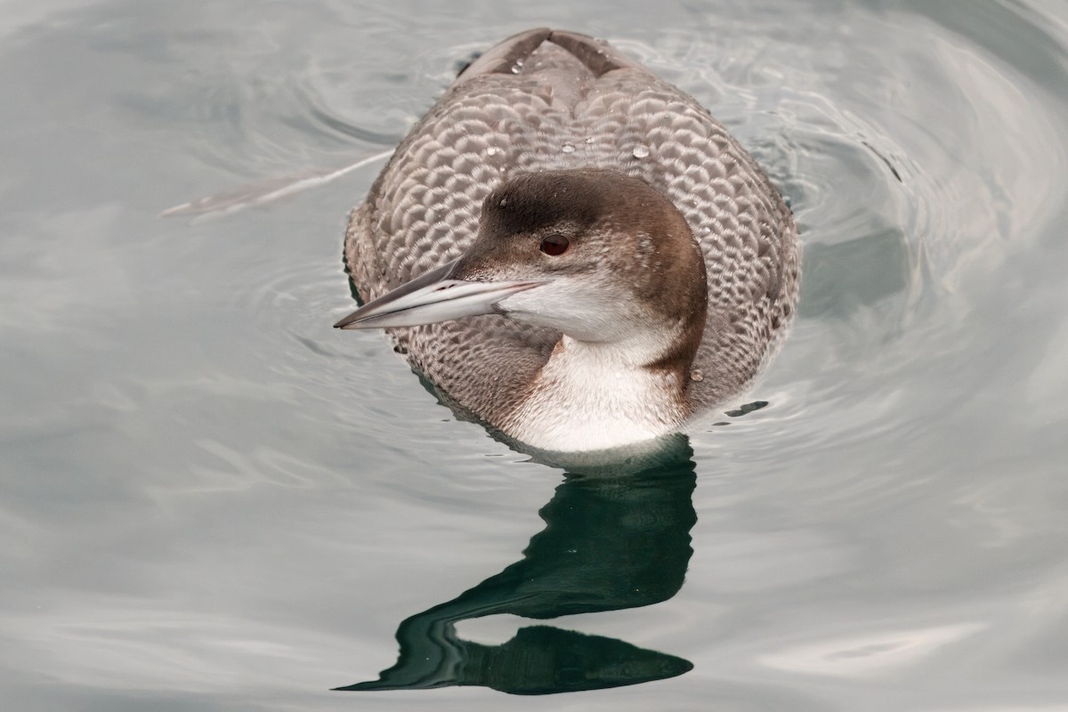 Common Loon - ML642190122