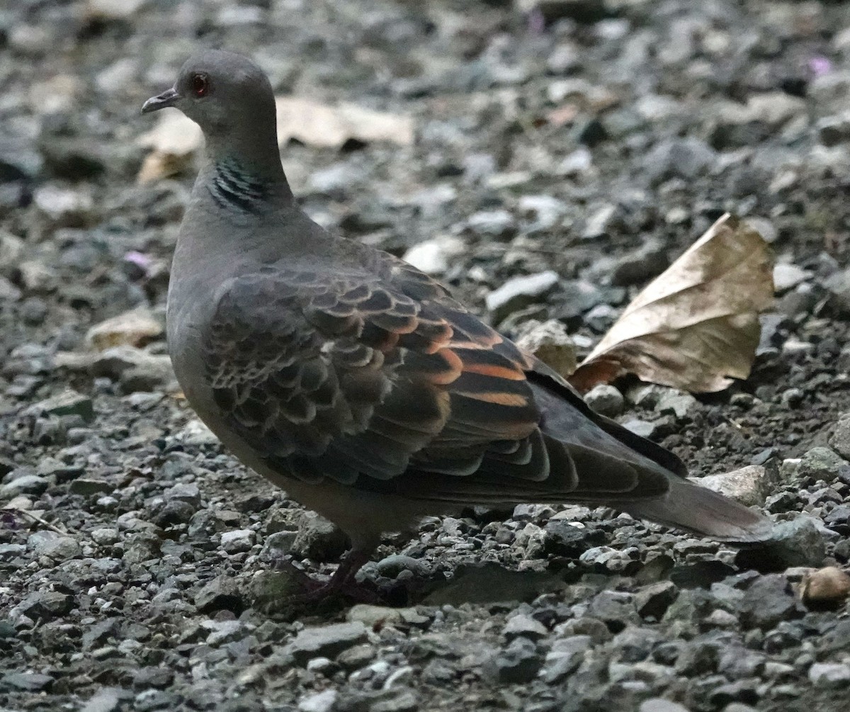 Oriental Turtle-Dove - ML642190130
