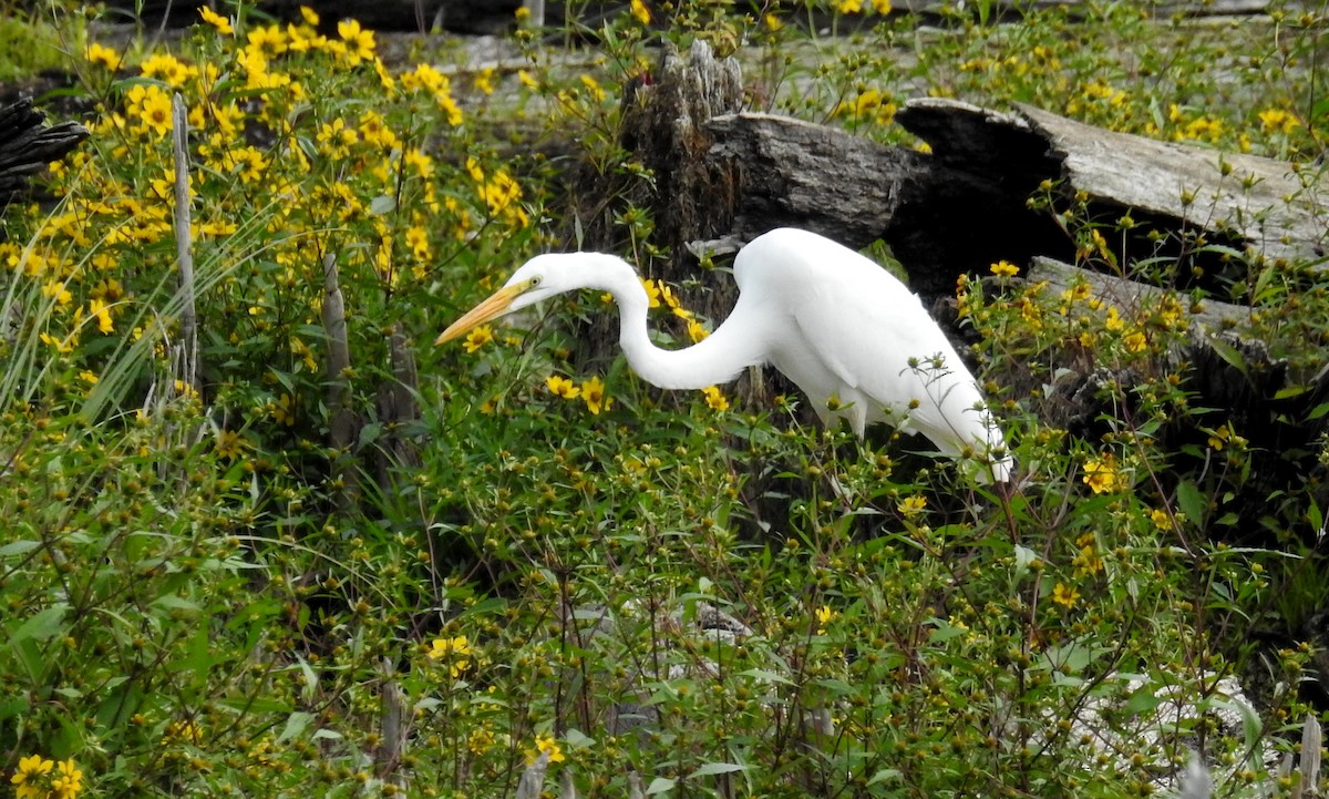 Great Egret - ML642190131