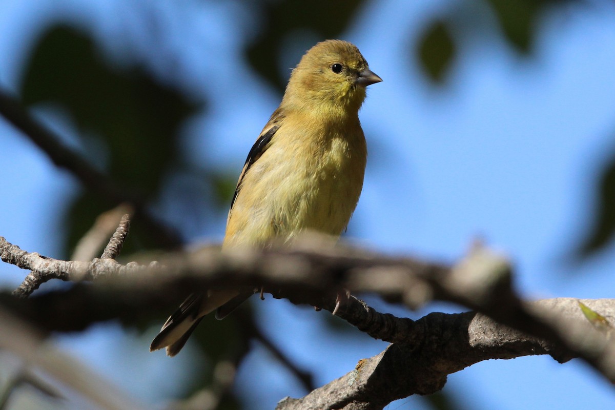Chardonneret jaune - ML642190133