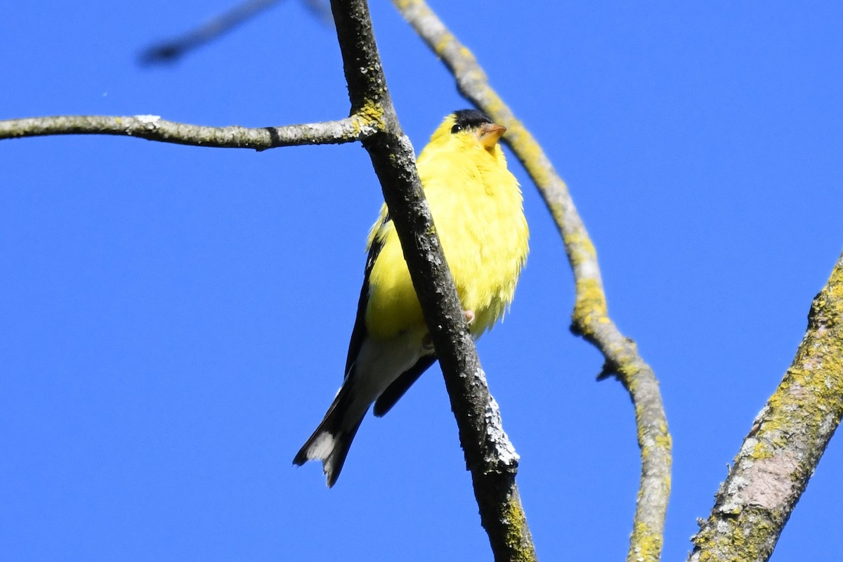 Chardonneret jaune - ML642190134
