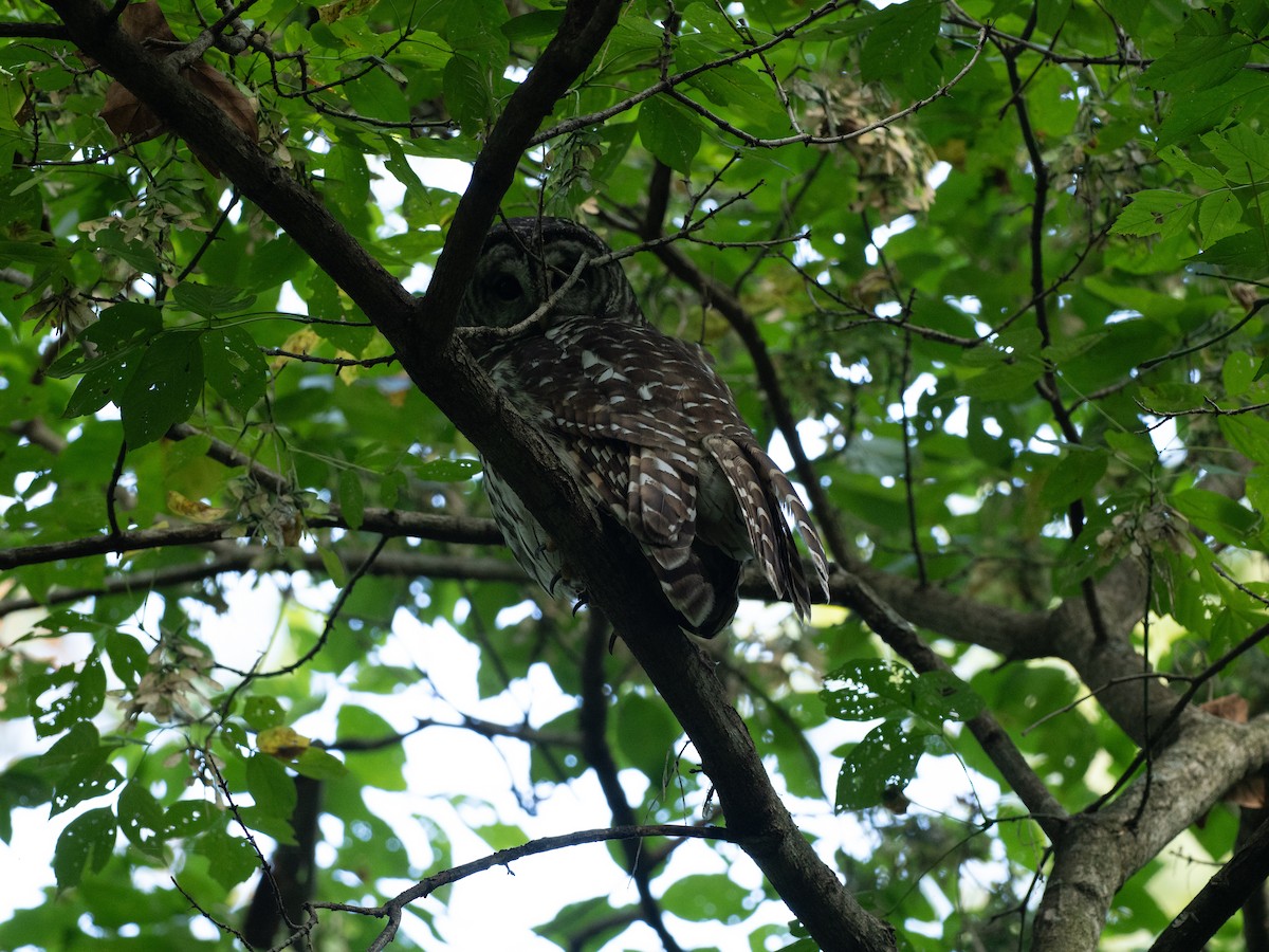 Barred Owl - ML642190136