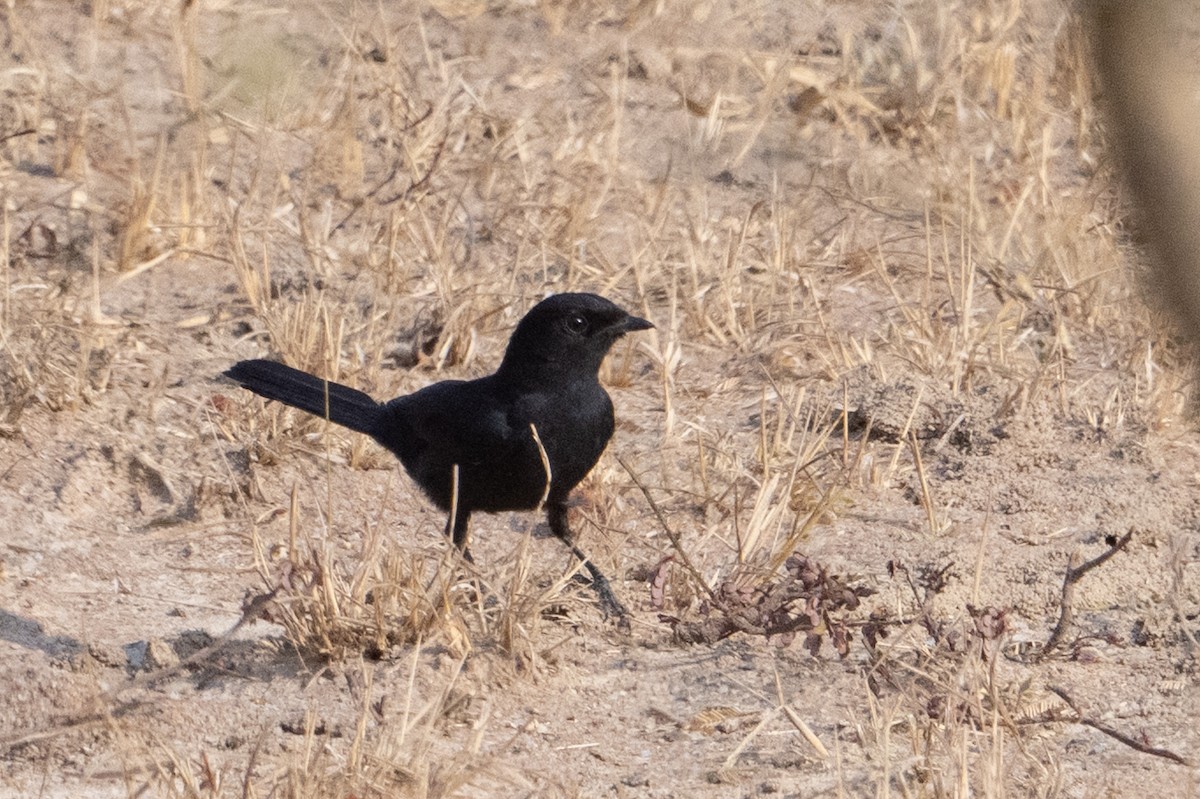 Lowland Sooty Boubou - ML642190139