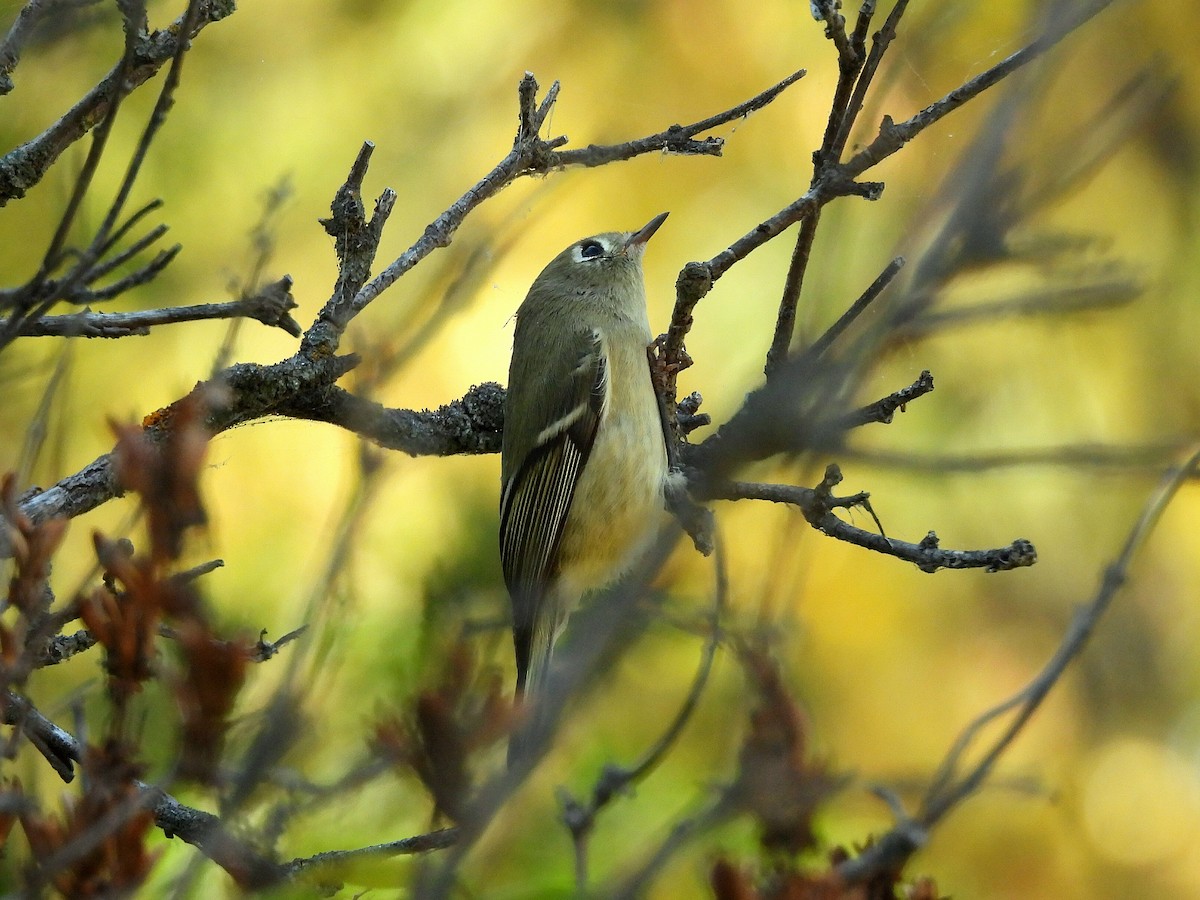 Ruby-crowned Kinglet - ML642190143