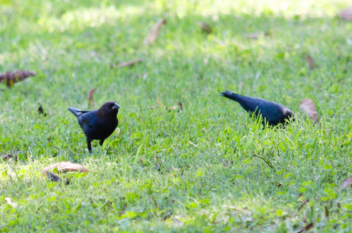 Brown-headed Cowbird - ML642190168