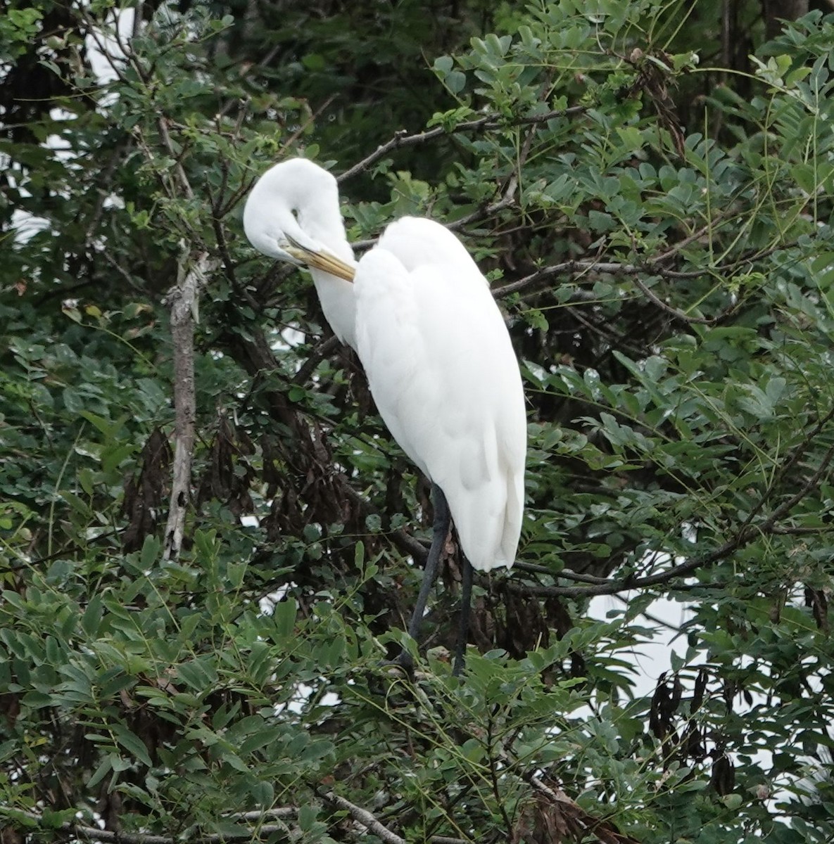 Great Egret - ML642190169