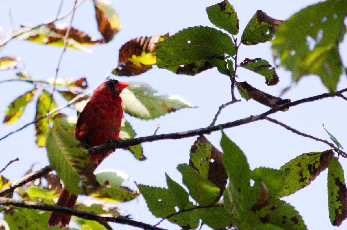 Northern Cardinal - ML642190197