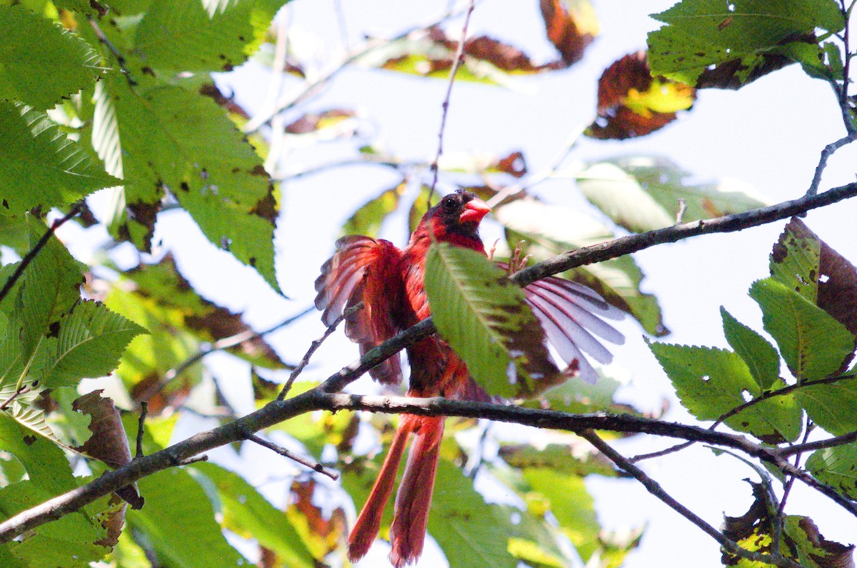 Northern Cardinal - ML642190199