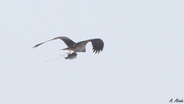 Falco pescatore - ML642190210