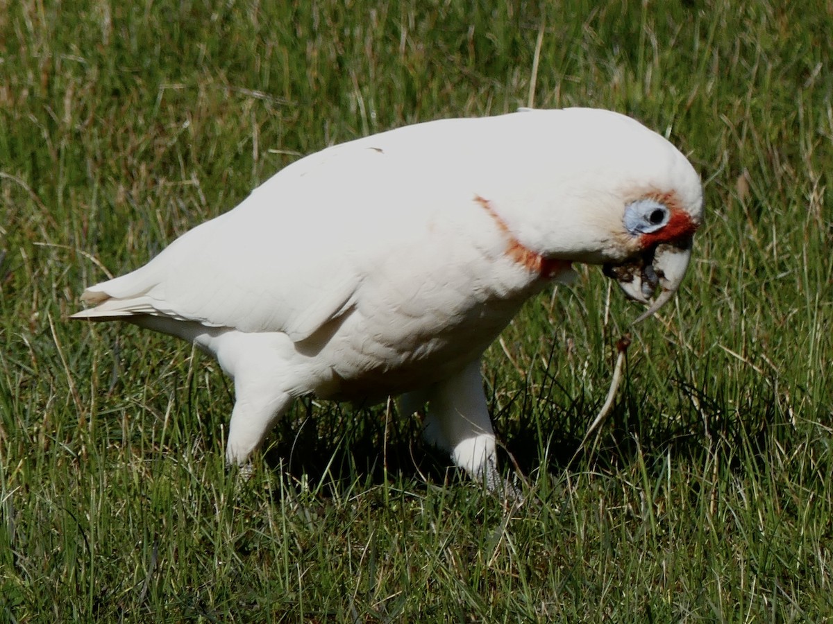 Long-billed Corella - ML642190237