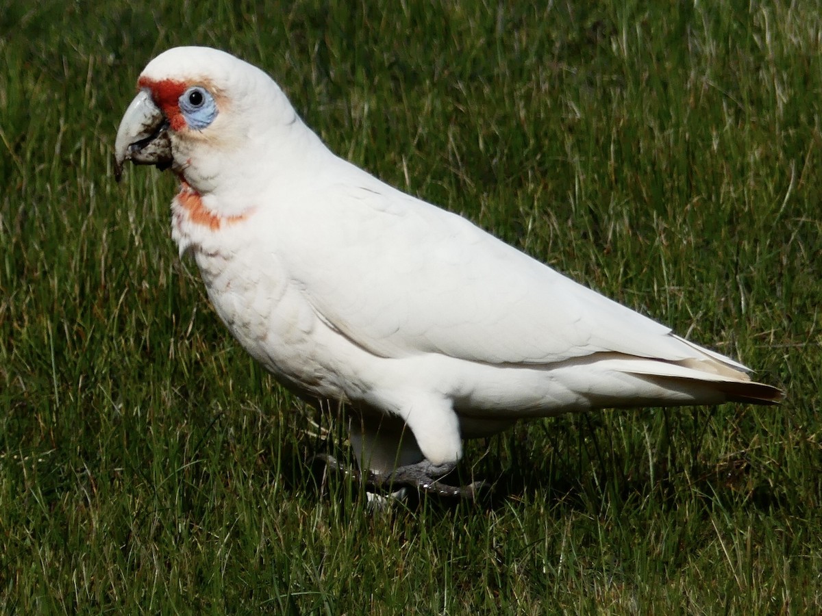 Long-billed Corella - ML642190238