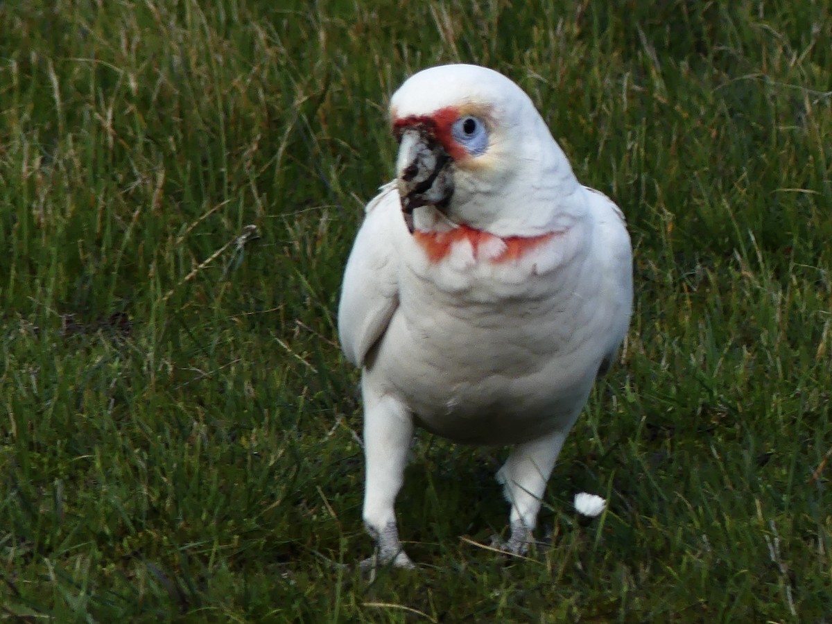 Long-billed Corella - ML642190239