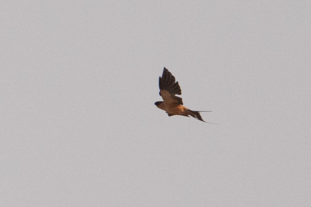 Rufous-chested Swallow - ML642190264
