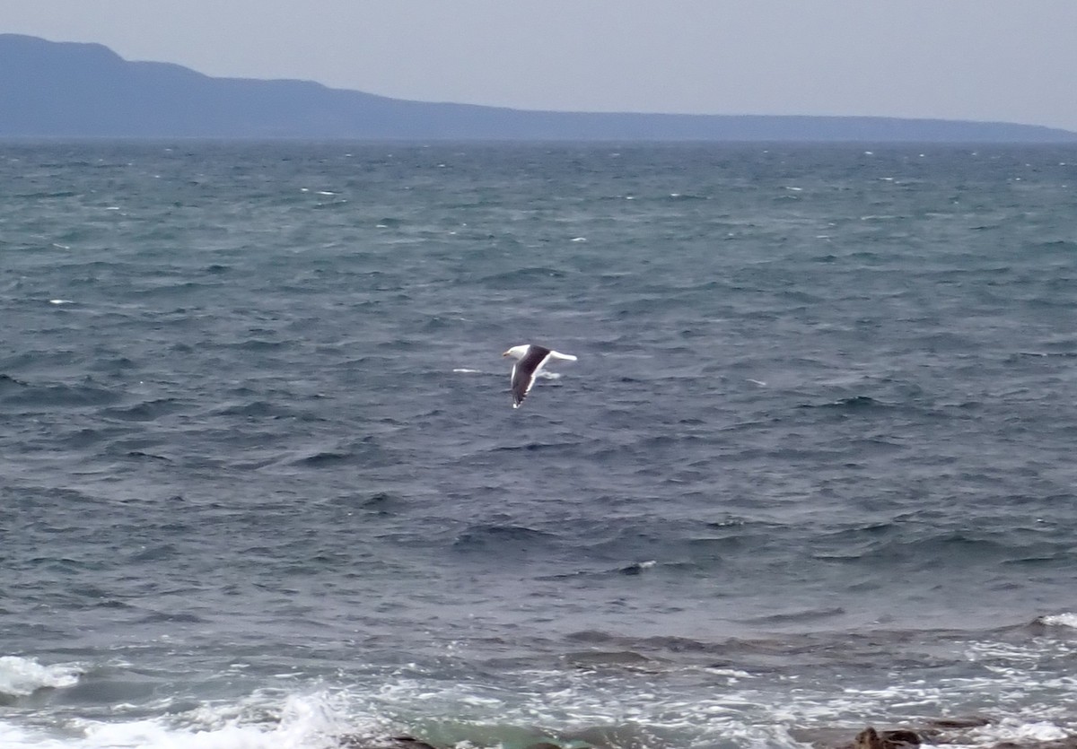 Kelp Gull - ML642190266