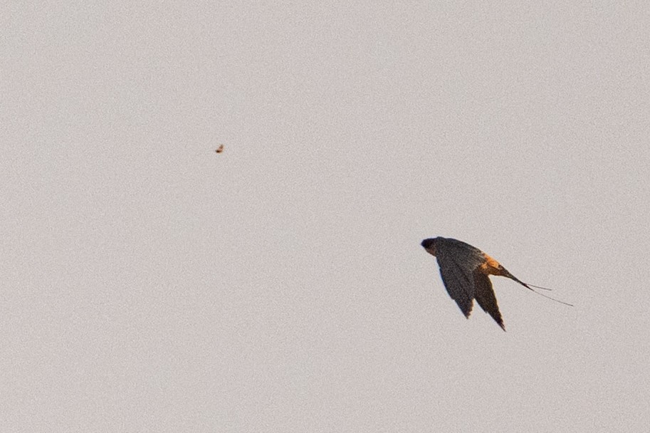 Rufous-chested Swallow - ML642190267