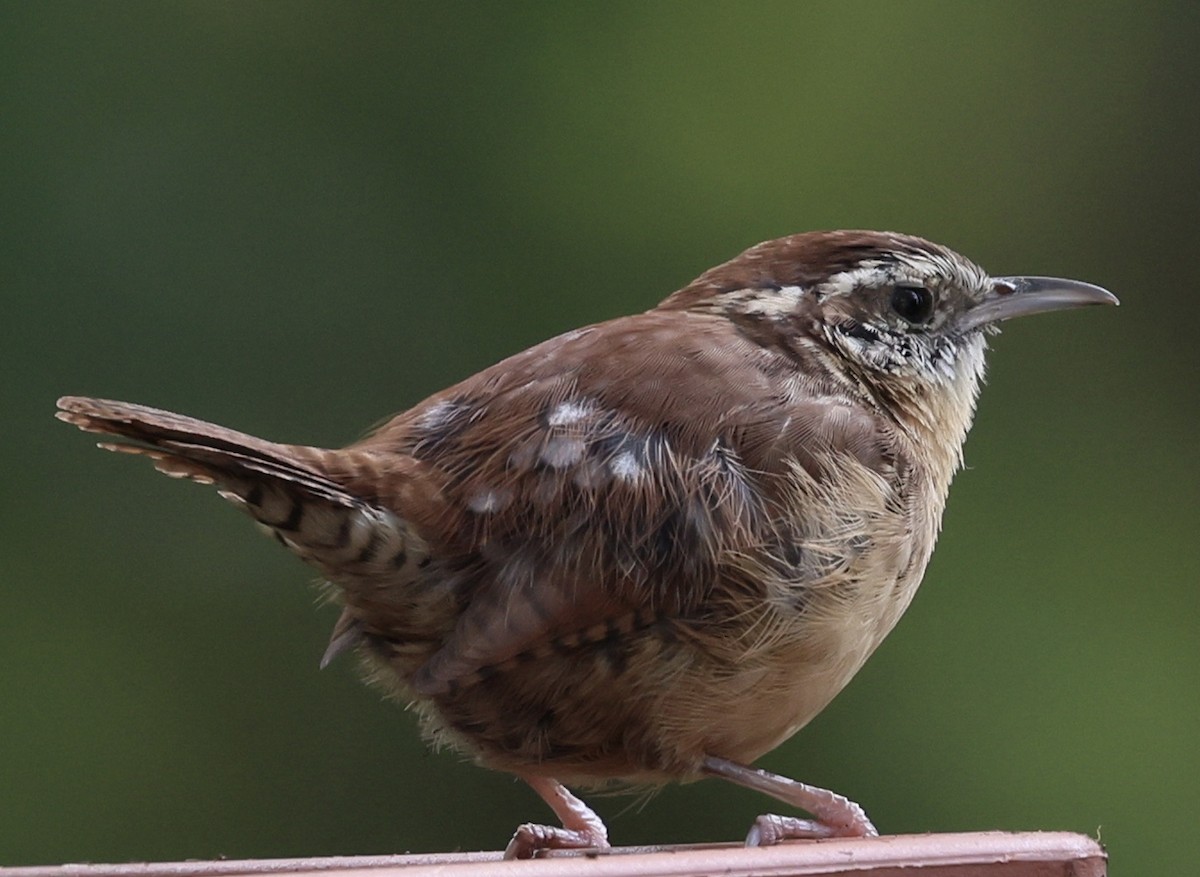 Carolina Wren - ML642190288