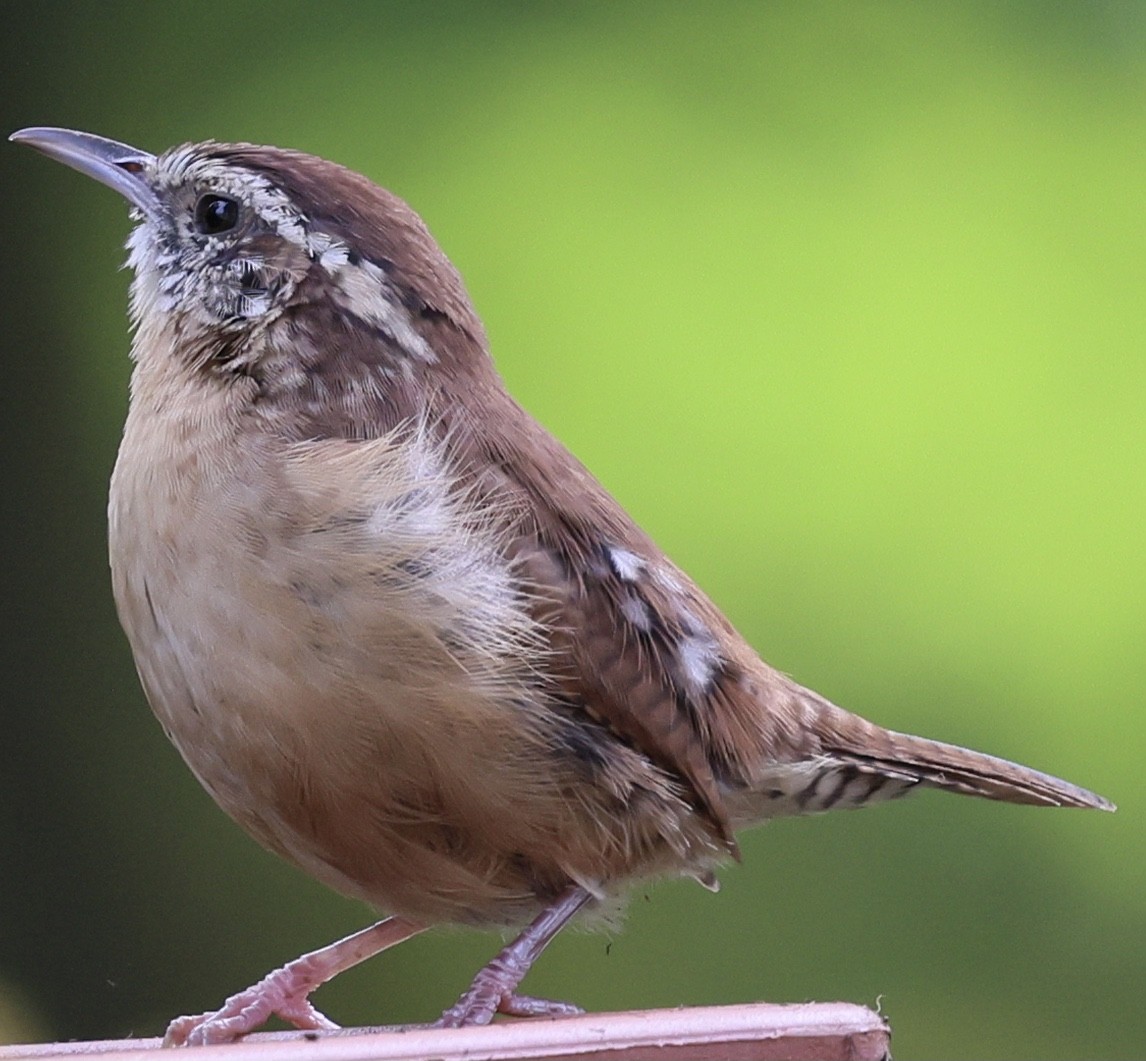 Carolina Wren - ML642190289