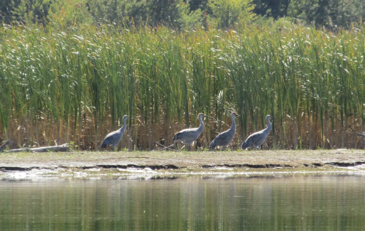 カナダヅル - ML642190300