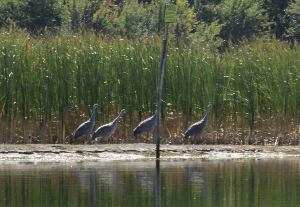 カナダヅル - ML642190301