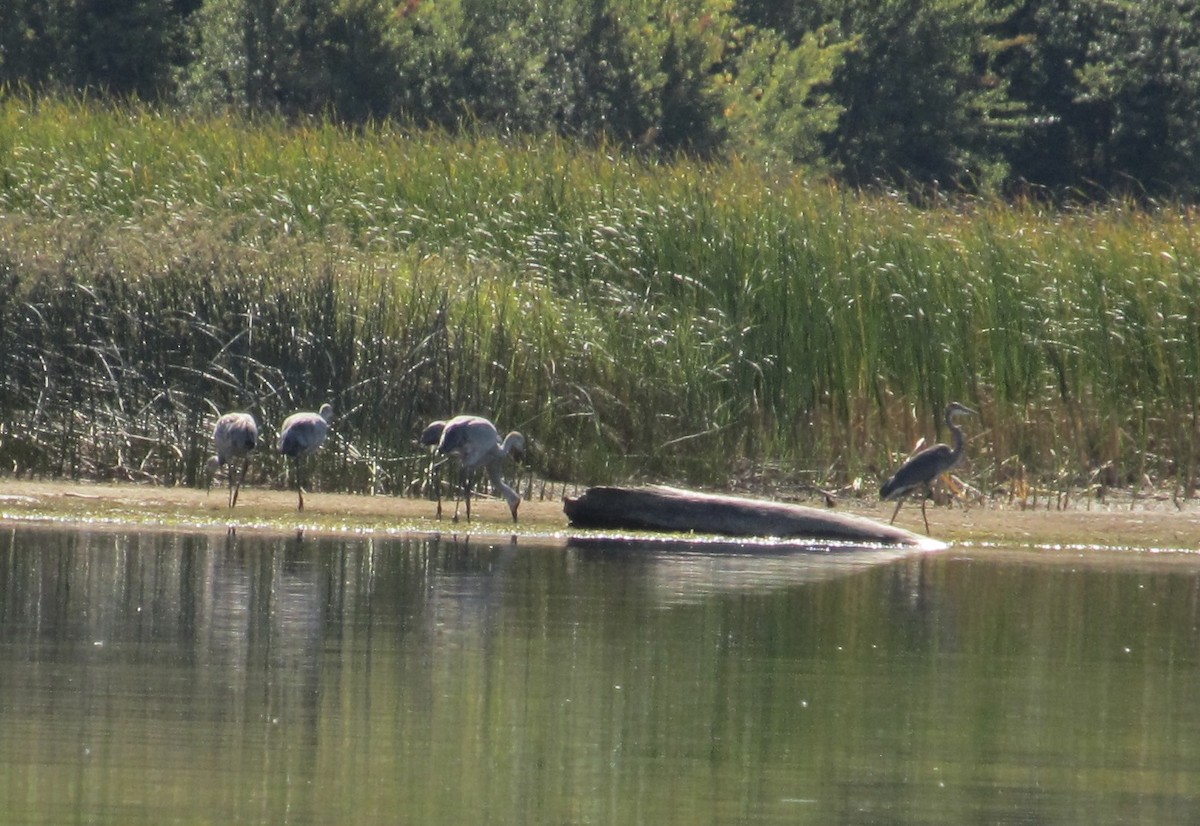 カナダヅル - ML642190302