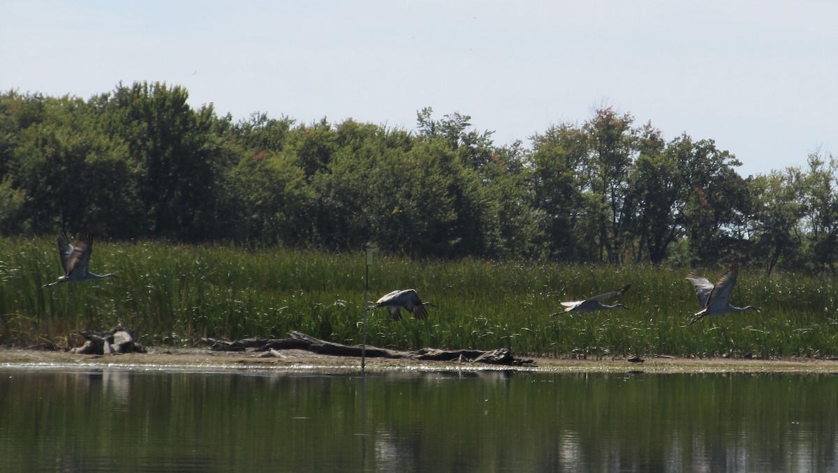 カナダヅル - ML642190303