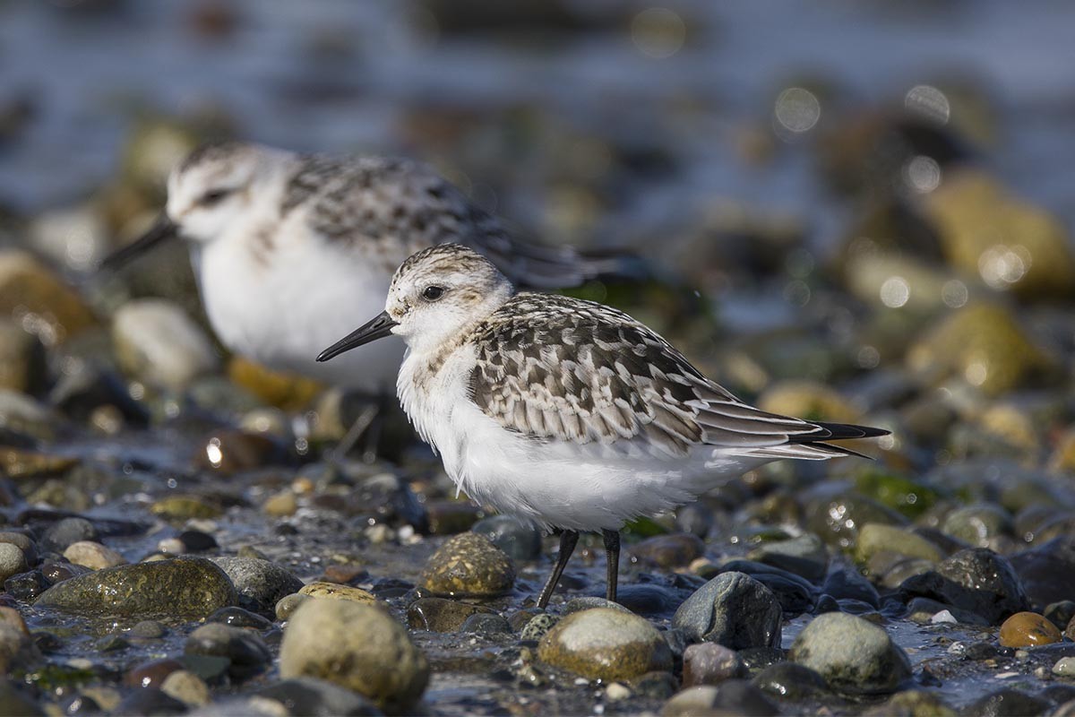 Sanderling - ML642190371