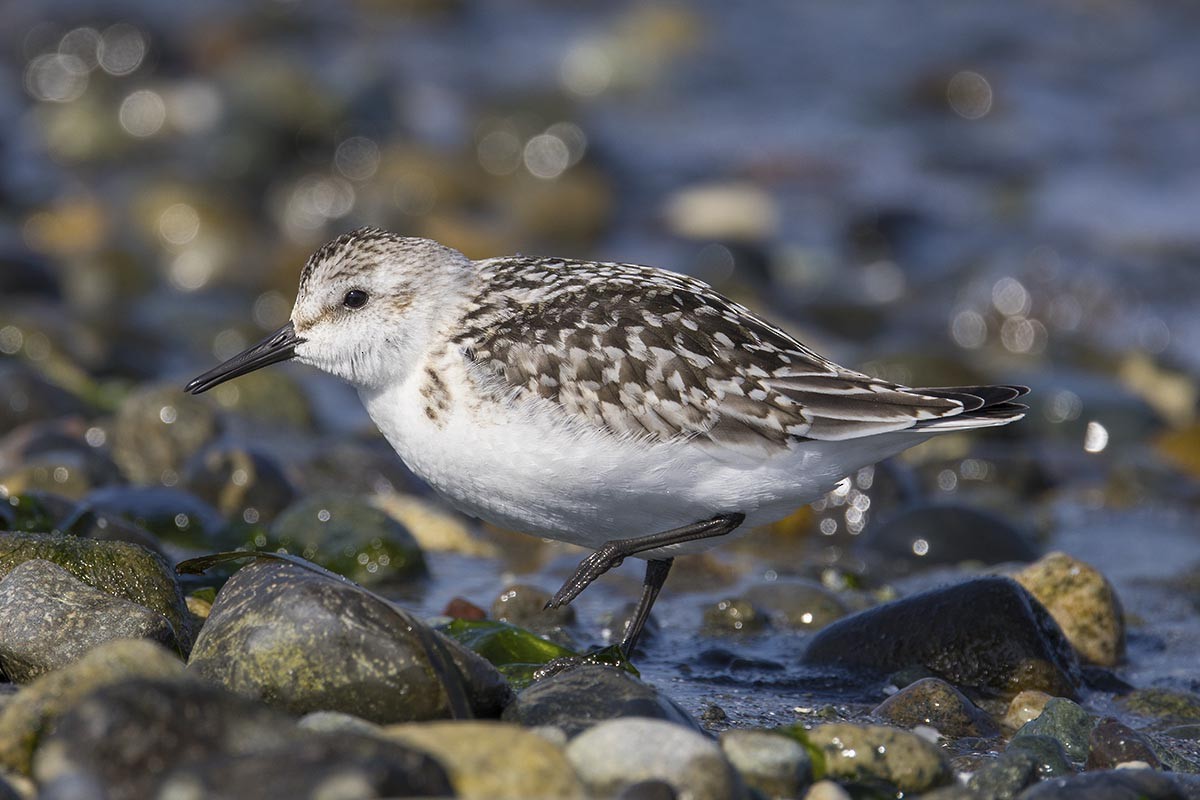 Sanderling - ML642190372
