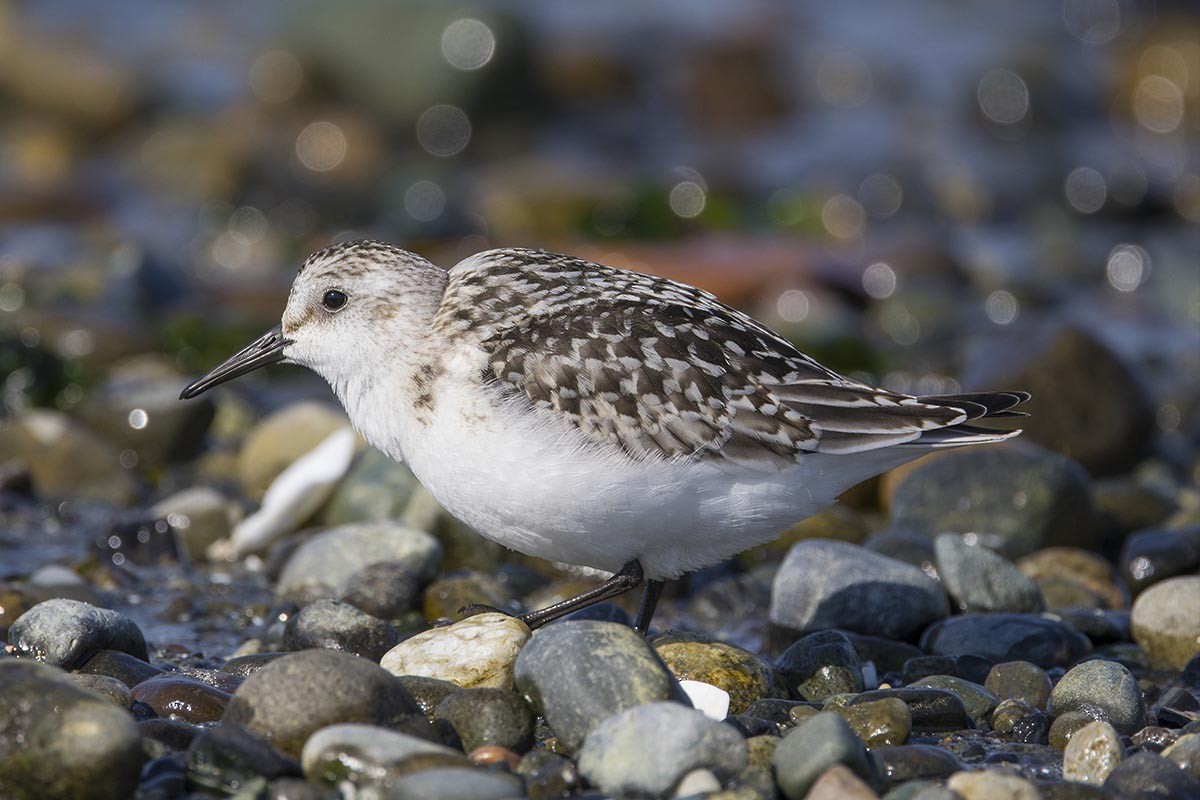 Sanderling - ML642190373