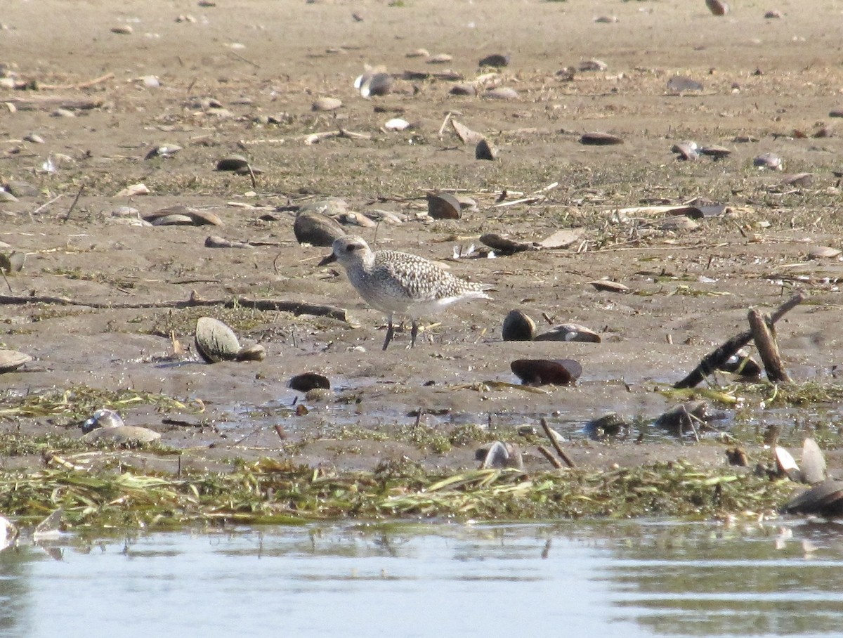 Black-bellied Plover - ML642190383