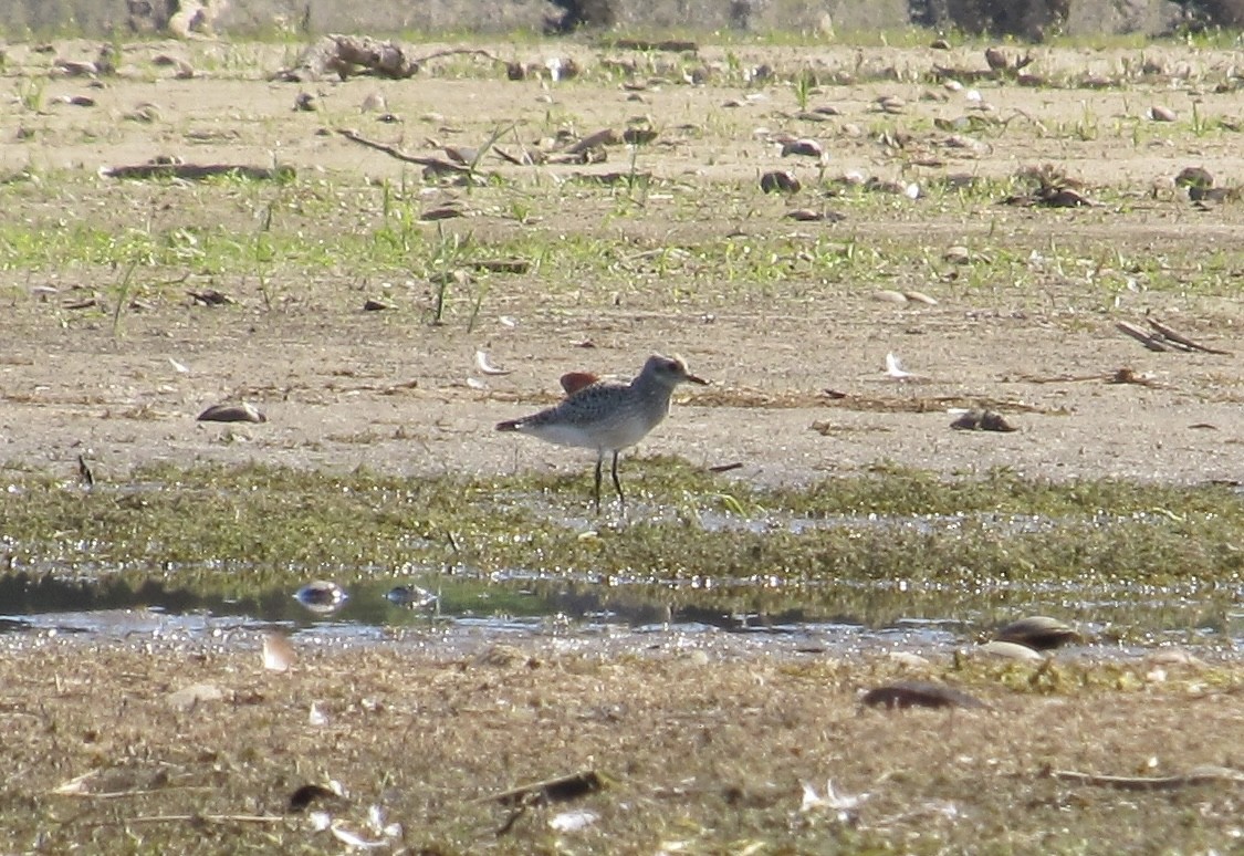 Black-bellied Plover - ML642190384